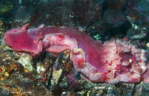 Hexabranchus sanguineus (Spanish Dancer) measuring 2-feet... by Laurie Slawson 